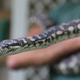 La pitón adicta al cristal que se está rehabilitando en una cárcel de Sydney. Imagen: CSNSW